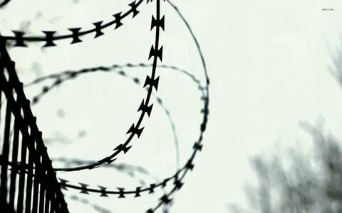 Шуфутинский проволока колючая в три ряда