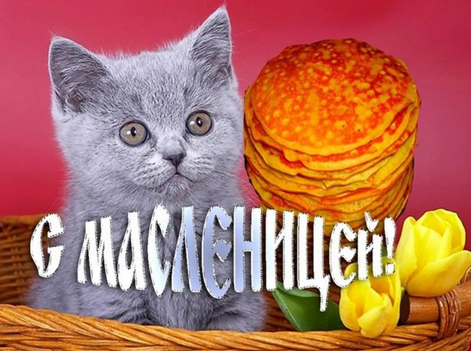 Масленица открытки с котом. Масленица. Открытки с Масленицей. С Масленицей поздравления открытки. С Масленицей котенок.