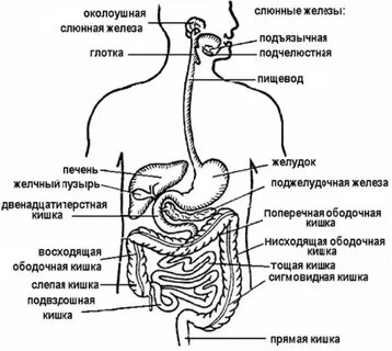 Названия органов пищеварительного канала