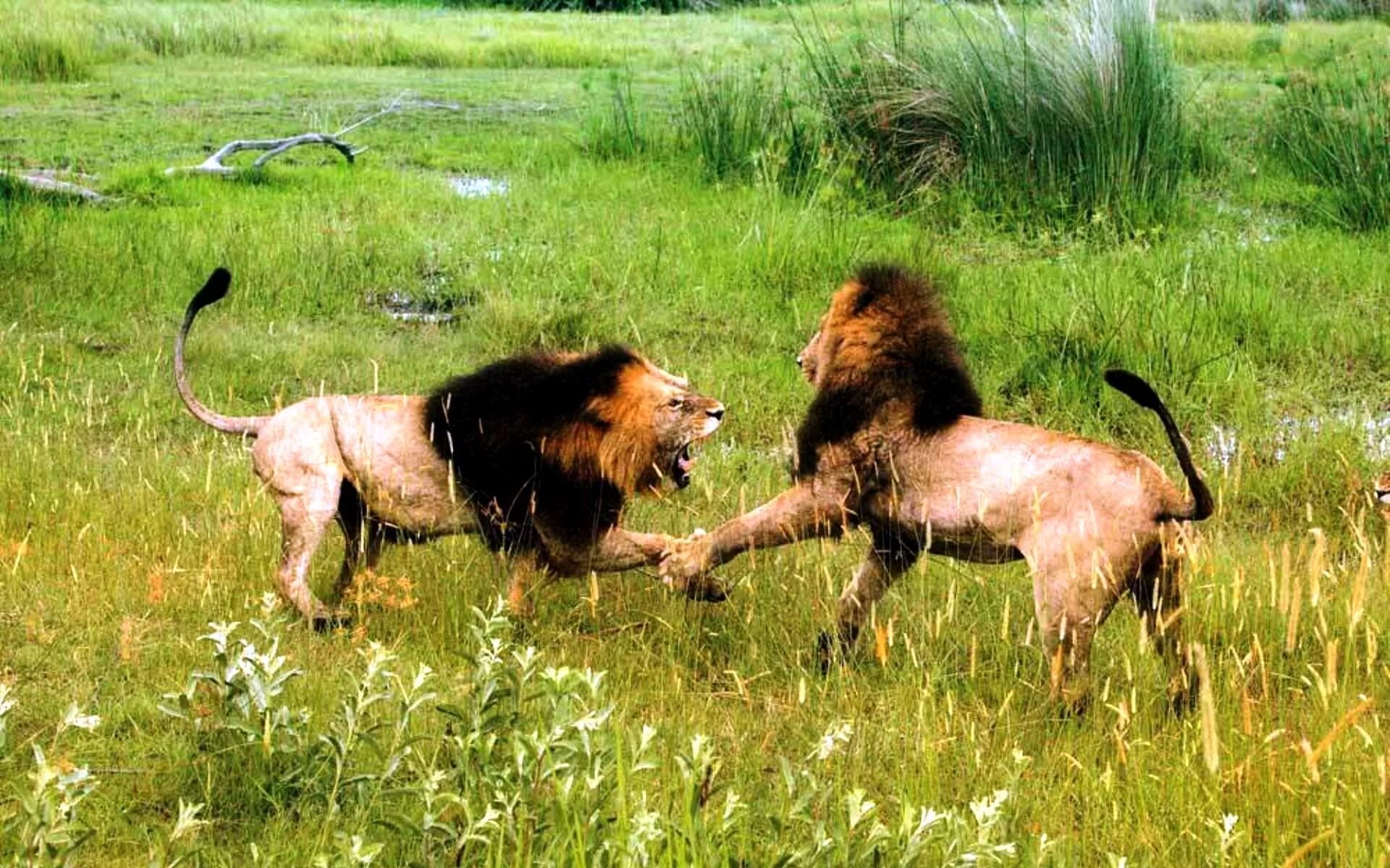 Схватка львов. Битва Львов за Прайд. Львы дерутся. Животные дерутся. Лев и львица дерутся.