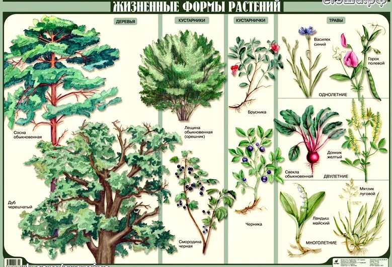 Растение размеры и формы. Деревья кустарники кустарнички травы. жизненные формы цветковых растений таблица. жизненные формы растений дерево кустарник кустарничек трава. жизненные формы травянистых растений.