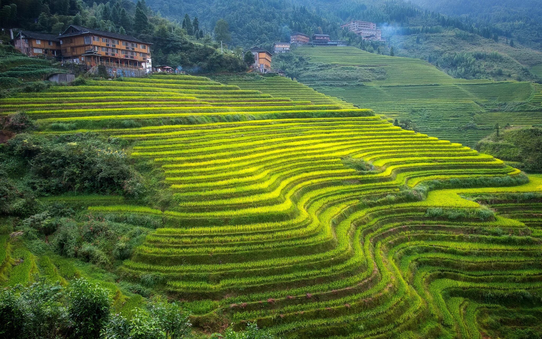 Поля террасы. Юньнань чайные плантации. Чайна плинтации в Китае. Чайные плантации в Китае. Чайные плантации-террасы на склонах в Китае.