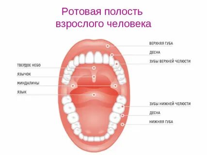 Твердое мягкое болтается