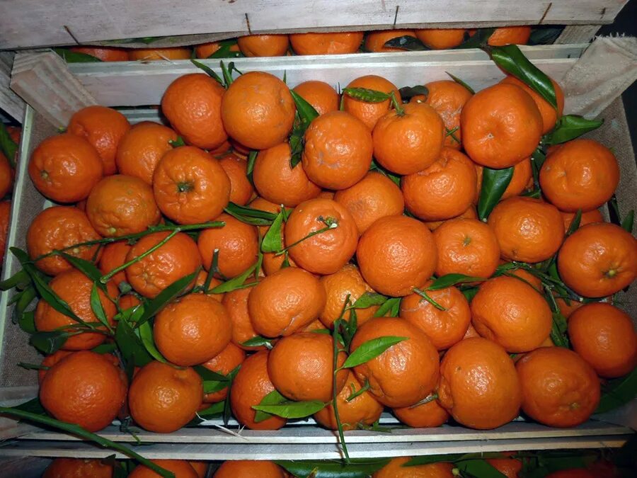 Авито мандарин. Мандарины в Аджарии. Ящик с мандаринами. Ящик с апельсинами. Турецкие мандарины.