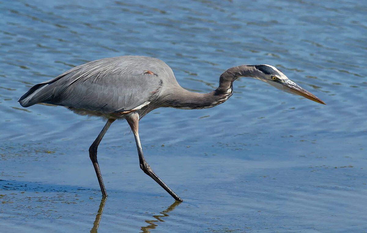 Great blue heron птица. Голубая цапля. Трехцветная цапля херон. Голубая цапля. Цапля огайо центральная.