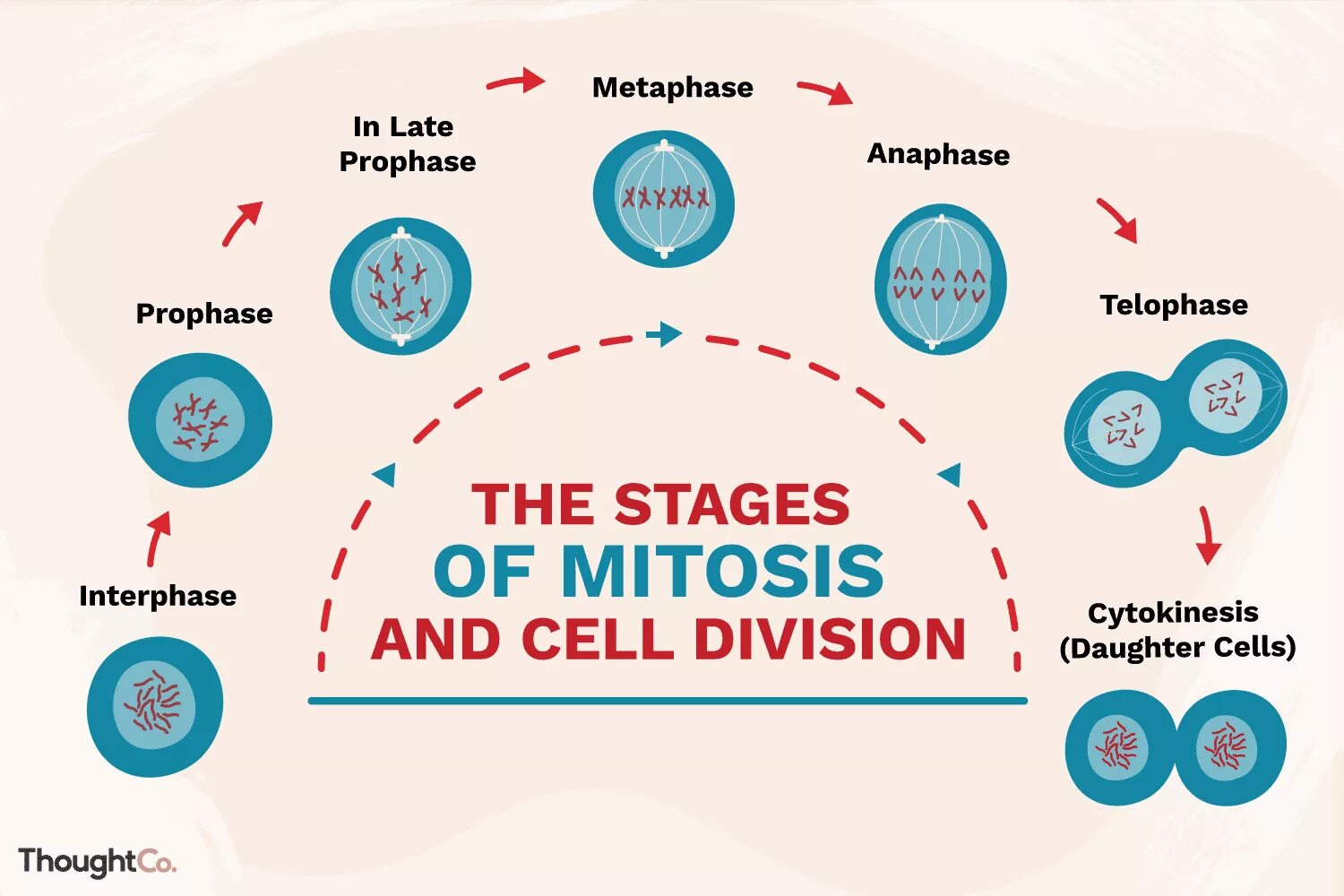 Div cell. Деление клетки митоз. cell division mitosis. mitosis stages. mitosis interphase.