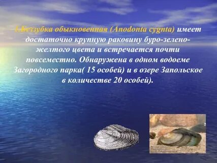 Беззубка имеет