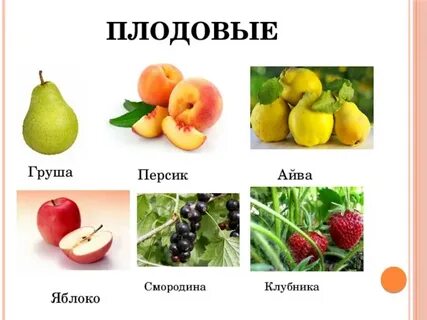 Плодовые культурные растения 2