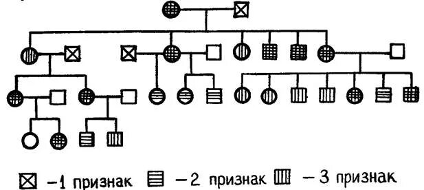 Гетерозиготную курицу с гребнем и голыми. Молодожёны нормально владеют правой рукой в семье женщины. Пробанд страдает легкой формой серповидноклеточной анемии. Родословная семьи пробанд. Родословная по цвету глаз схема.