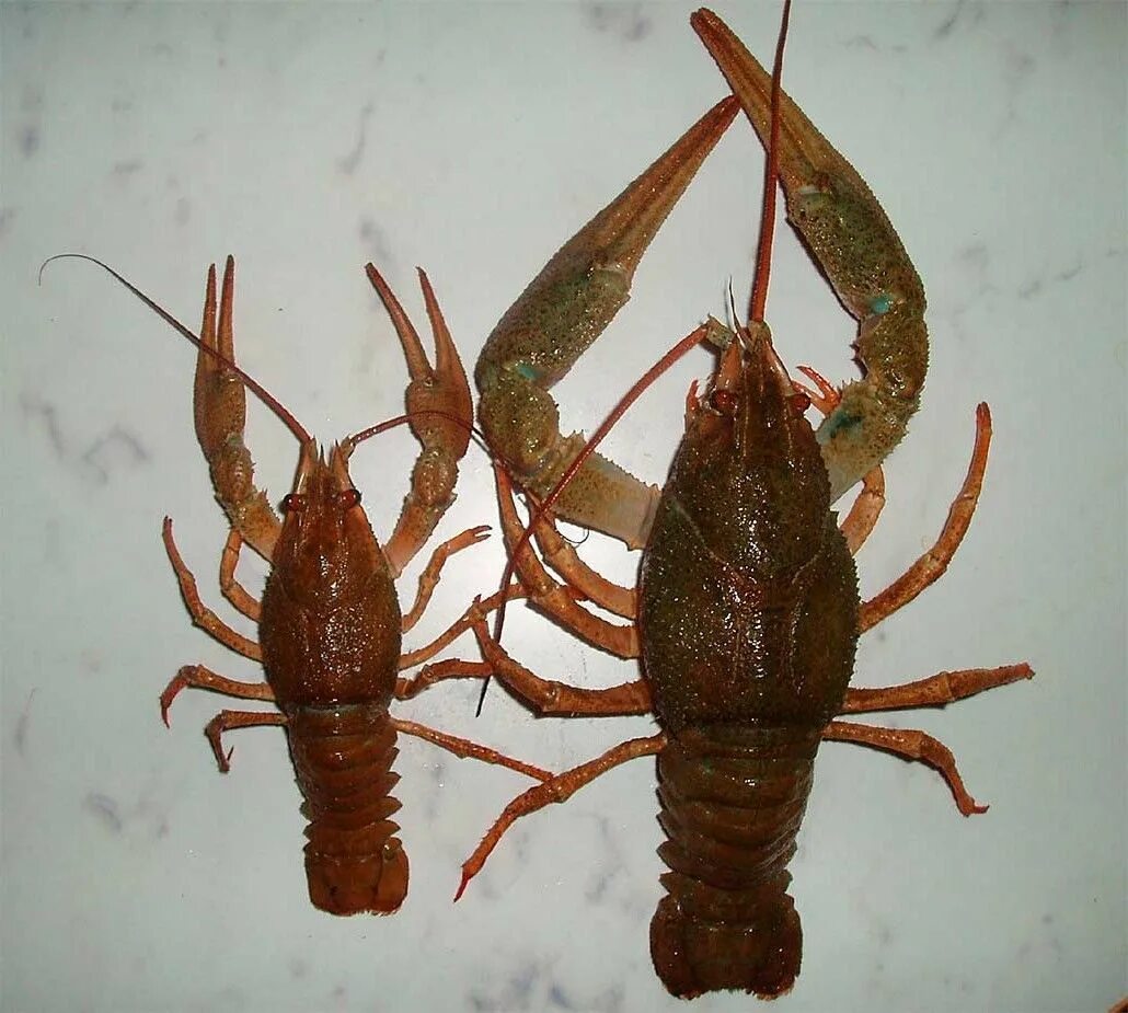 Рак речной какой тип. Речные рачки. ракообразные самка и самец. половой диморфизм ракообразных.