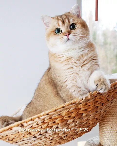 Все окрасы шотландских кошек с фото и описанием - PipCat.ru