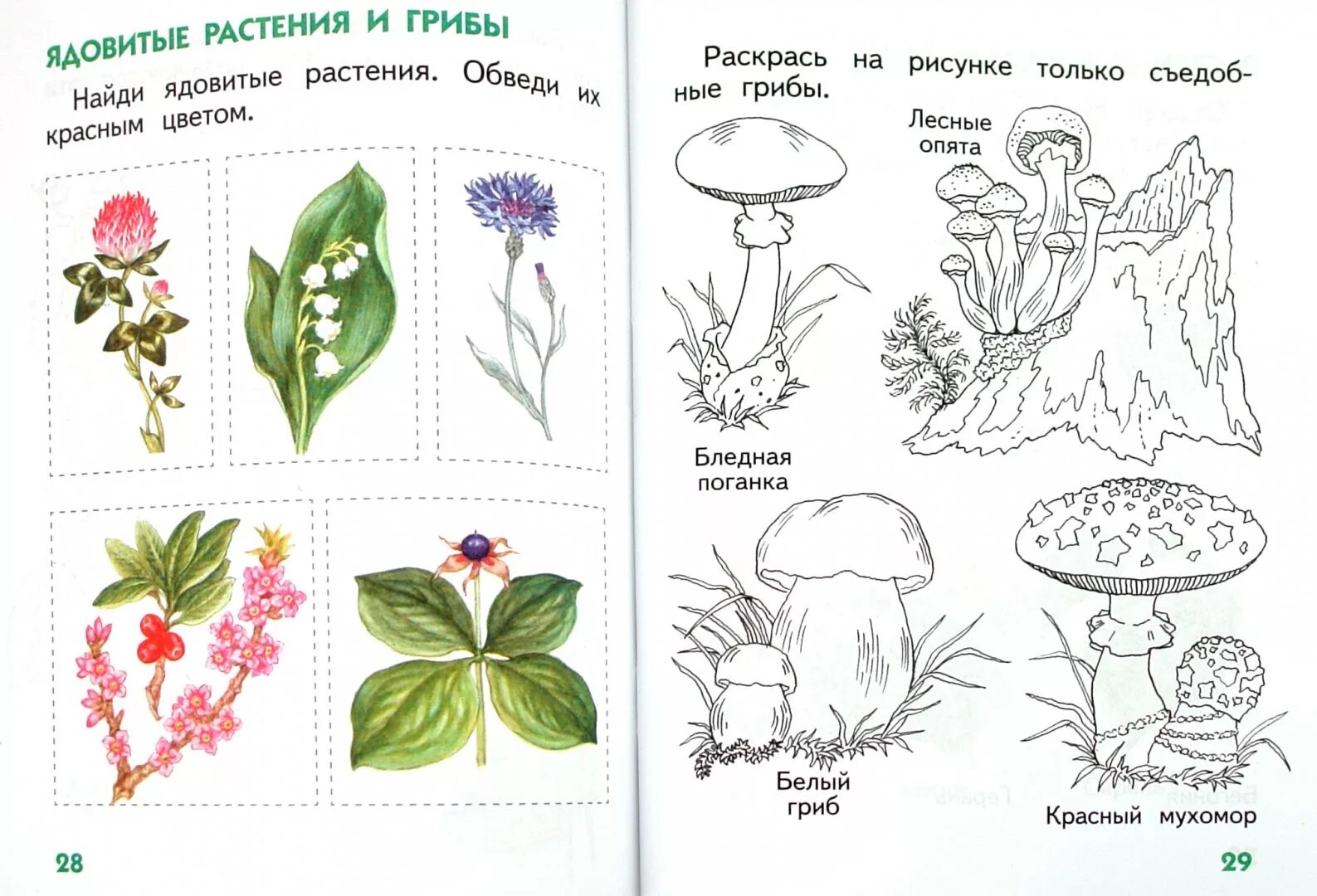 Растения первый класс. Окружающий мир подготовительная группа рабочая тетрадь. Рабочие листы окружающий мир 1 класс. Окружающий мир для детей 2 класс. Грибы рабочая тетрадь 2 кл.
