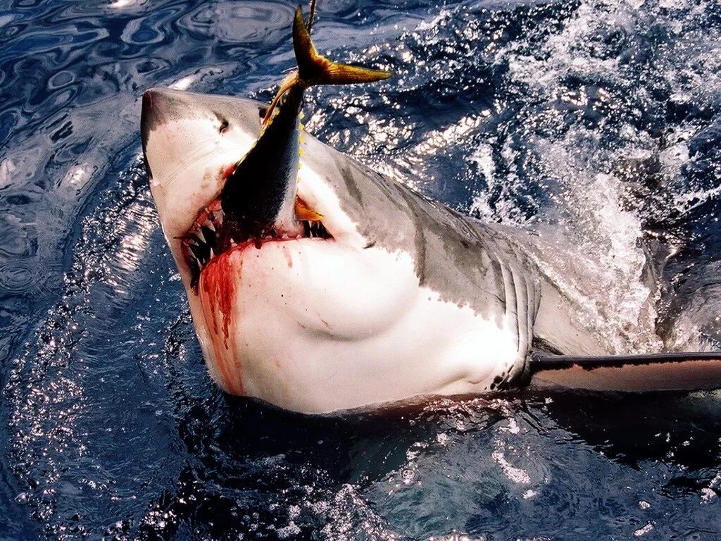 Включи акула ест акулу. Акула белая, акула-людоед, кархародон. Игра shark evolution. Белая акула людоед кархародон. Включи акула ест акулу.