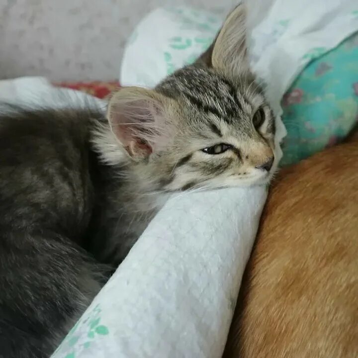 коты молодечно