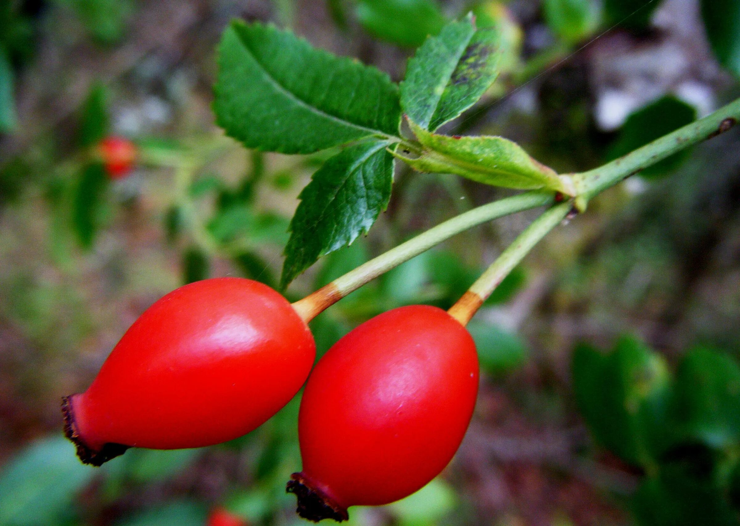 Шиповник. Шиповник собачий (rosa canina). Шиповник для глаз. Шиповник бесшипный. В азербайджане растет шиповник.