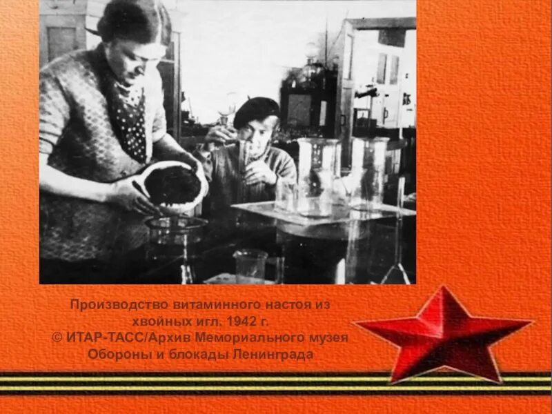 Напиток из хвои в блокадном ленинграде