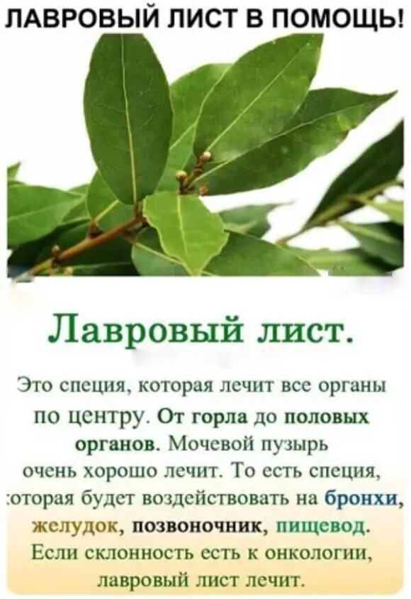Отвар лаврового листа как приготовить чем полезен