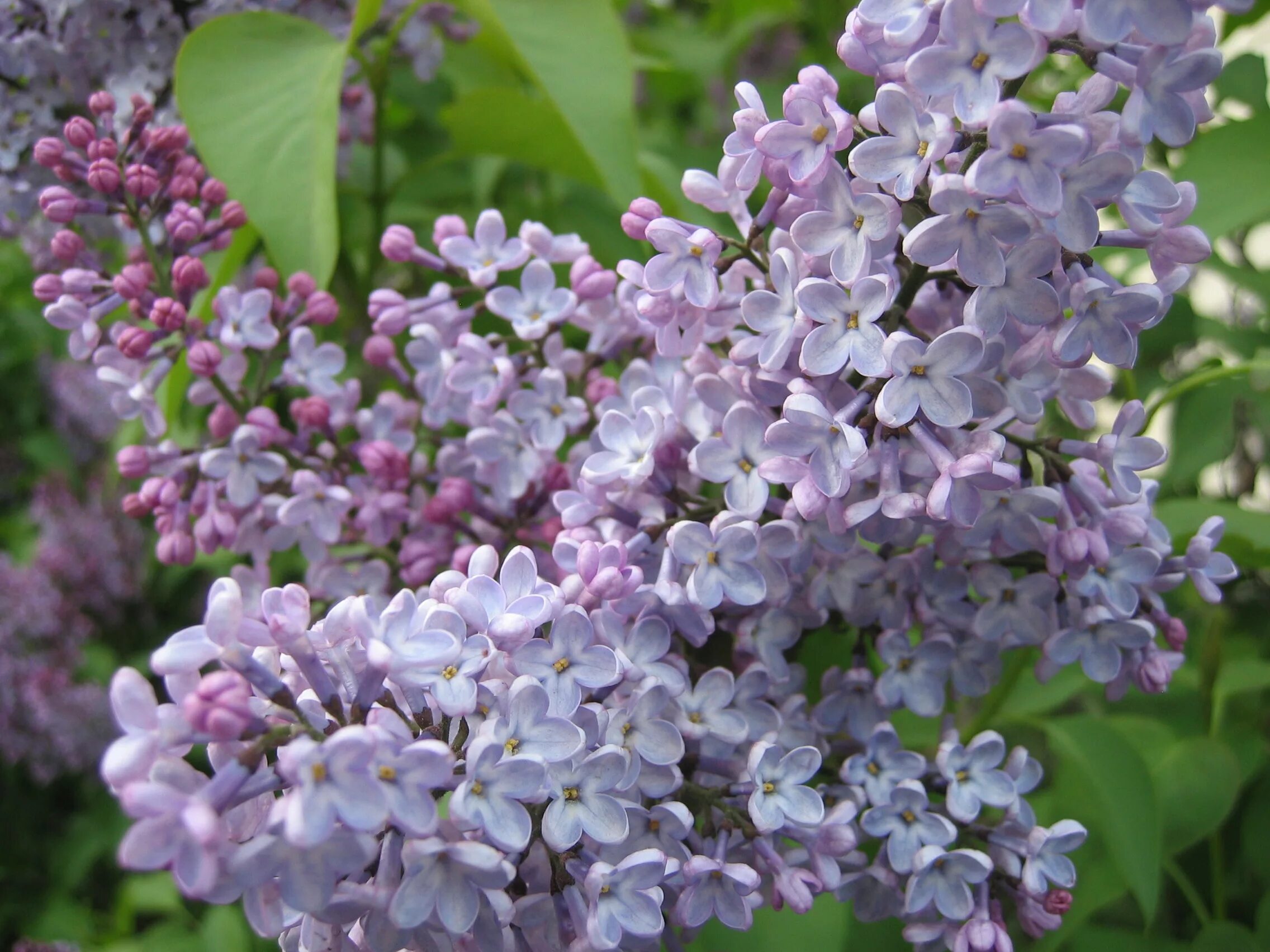 Сирень Syringa vulgaris. Сирень обыкновенная (Syringa vulgaris). Сирень Звегинцева (Syringa sweginzowii). Сирень Эдди Тишлер. Сирень особенности