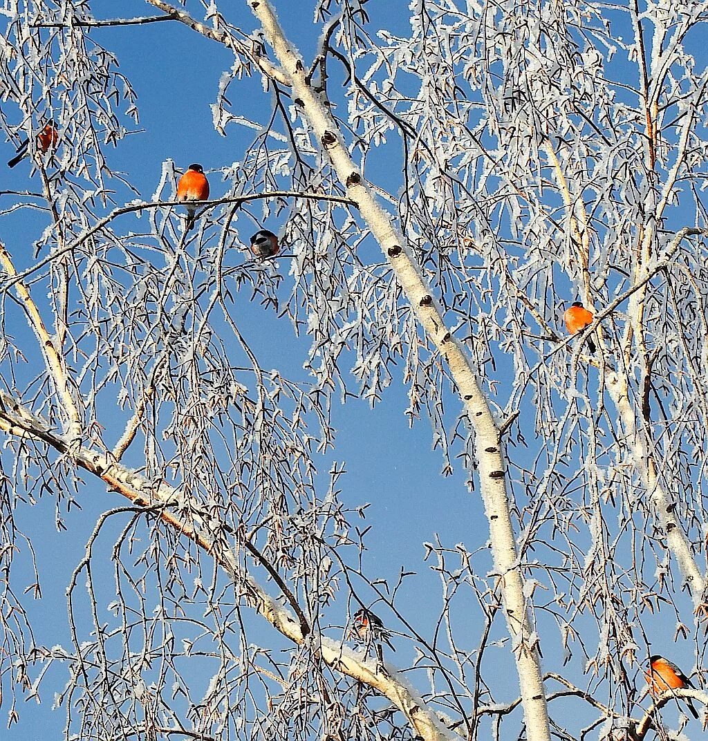 Зимнее утро. Зимним утром прилетают на березу. Зимним утром прилетают на березу. Свиристель и снегирь. Береза в снегу.