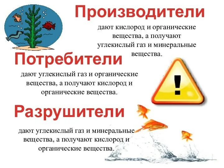 3 организма потребителя. Организмы производители растения. 3 организма потребителя. Организмы производители потребители и разрушители. 3 организма потребителя.