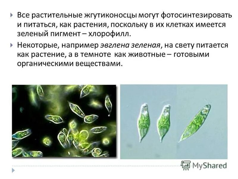 Примеры одноклеточных зеленых
