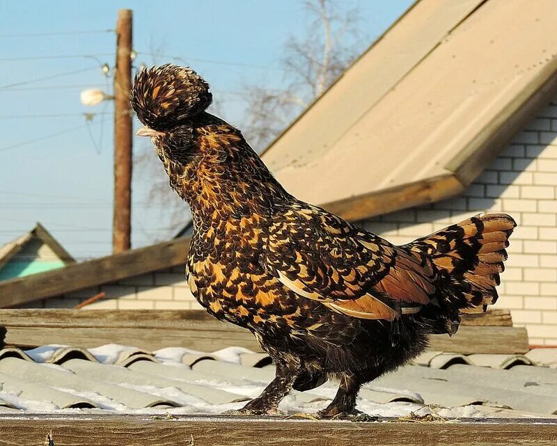 6 петухов и 4 курицы Орловские куры, Породы кур, Russian Orloff #Chickens #Roost