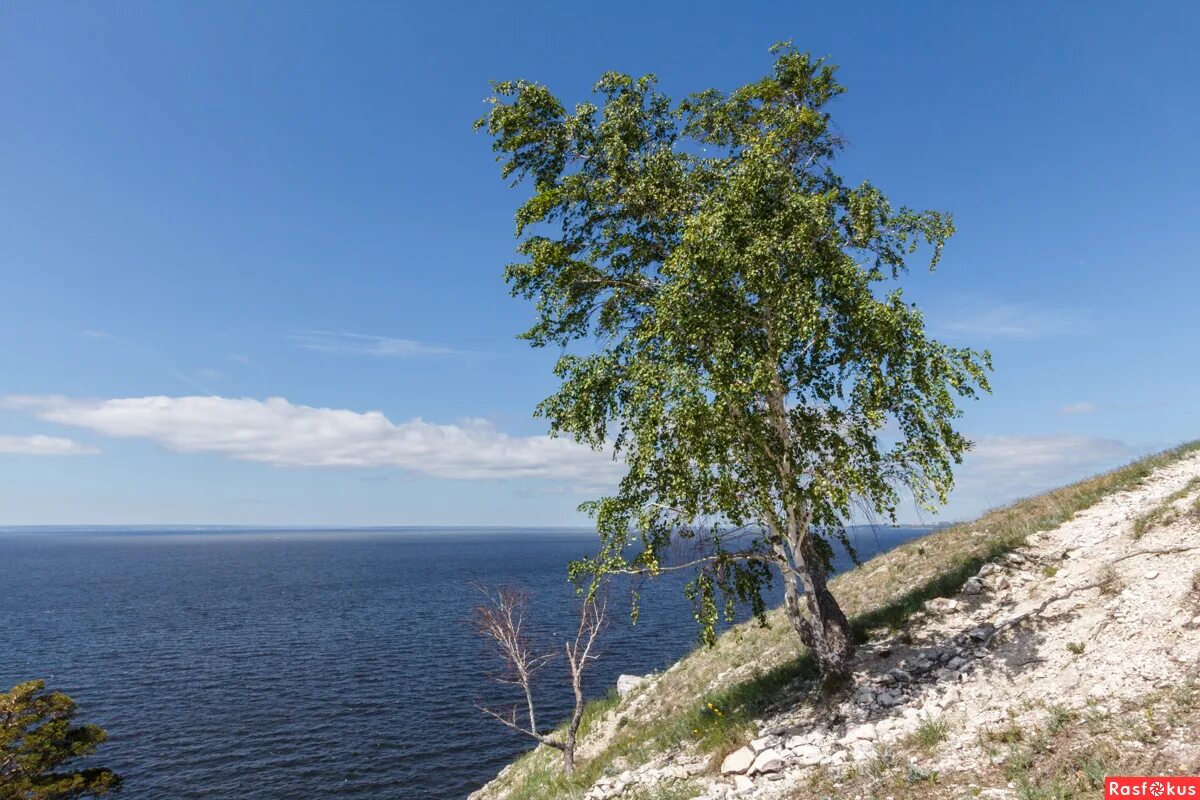 Береза Самарская область. Волга река Березка. Волга с березками. Карелии правый берег Волги. Березка крым