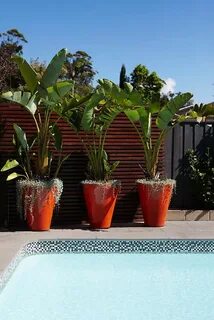 Plant pool