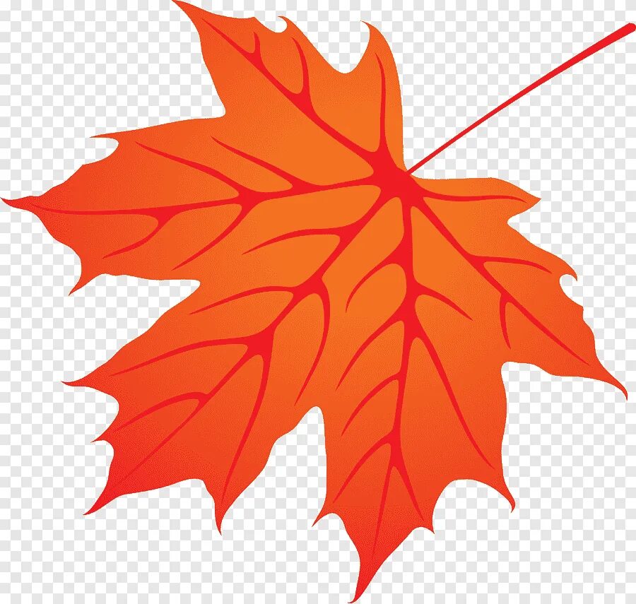 Листья клена 7. Осенние листья. Кленовый лист. Кленовые листочки. Осенний листок.