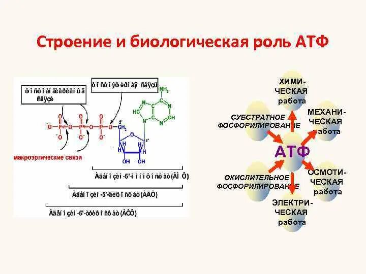 Атф составляет. Биологические функции АТФ. Функции АТФ биология. Строение и биологическая роль АТФ.