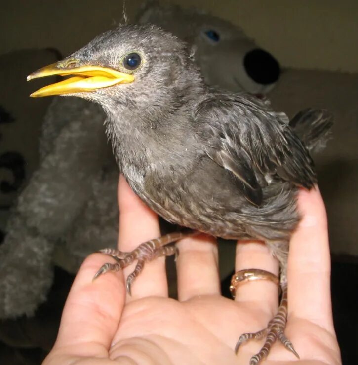 птенцы скворцов. птенец скворца. скворец желторотик. маленькие скворцы. бурый скворец.