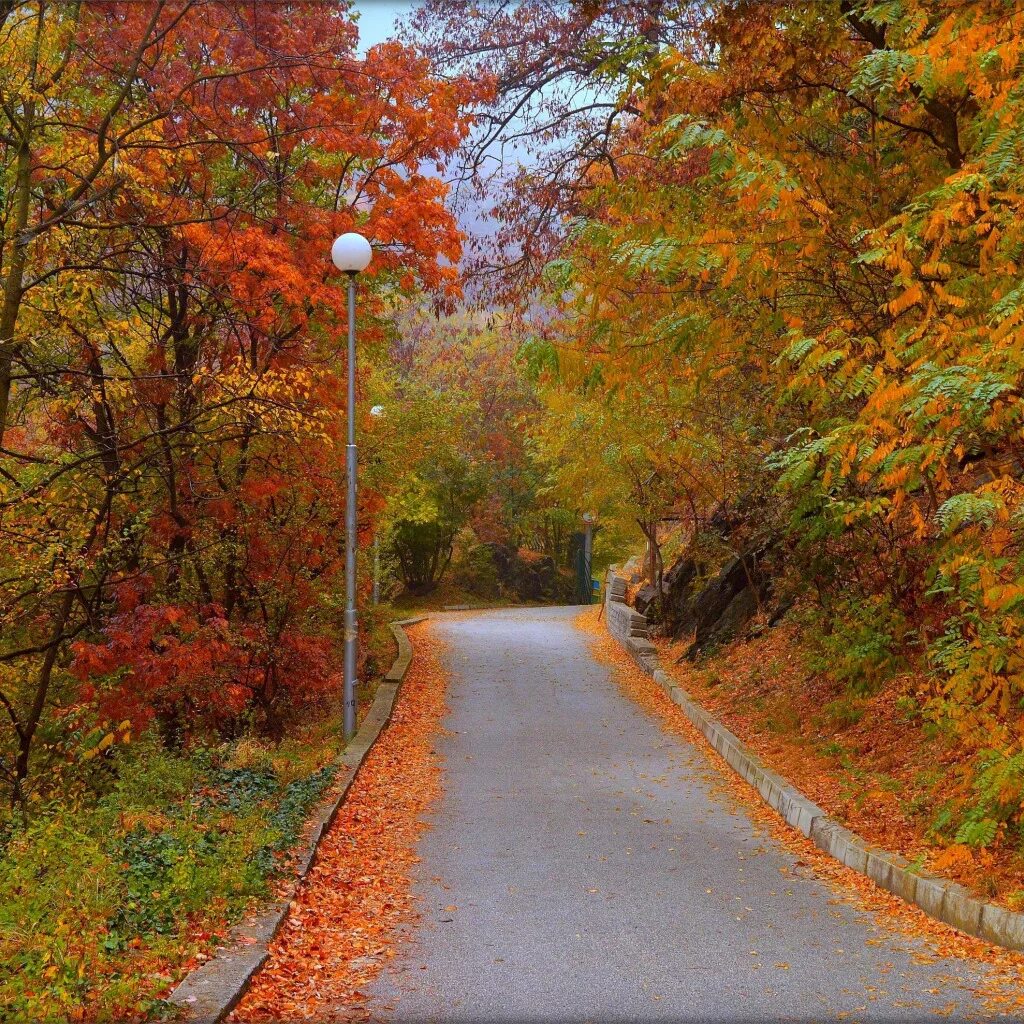 The trees fall across the road. Осенняя дорога панорама. Ейск осень. Осенние дороги. Осенние деревья на дороге.