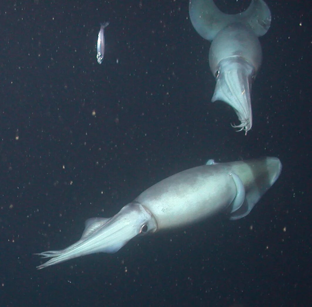 Глубоководный кальмар размеры. Dosidicus Gigas кальмар. Гигантский гигантский кальмар Гумбольдта. Гигантский кальмар Архитеутис.