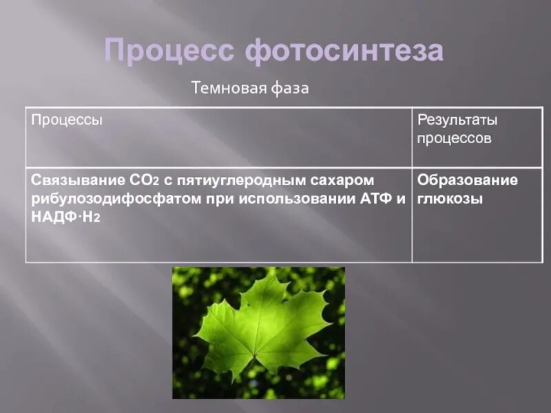 2 в темновую фазу происходит. Процесс темнового фотосинтеза. Темная фаза фотосинтеза процессы. Темновая фаза фотосинтеза. В темновую фазу фотосинтеза осуществляются процессы.