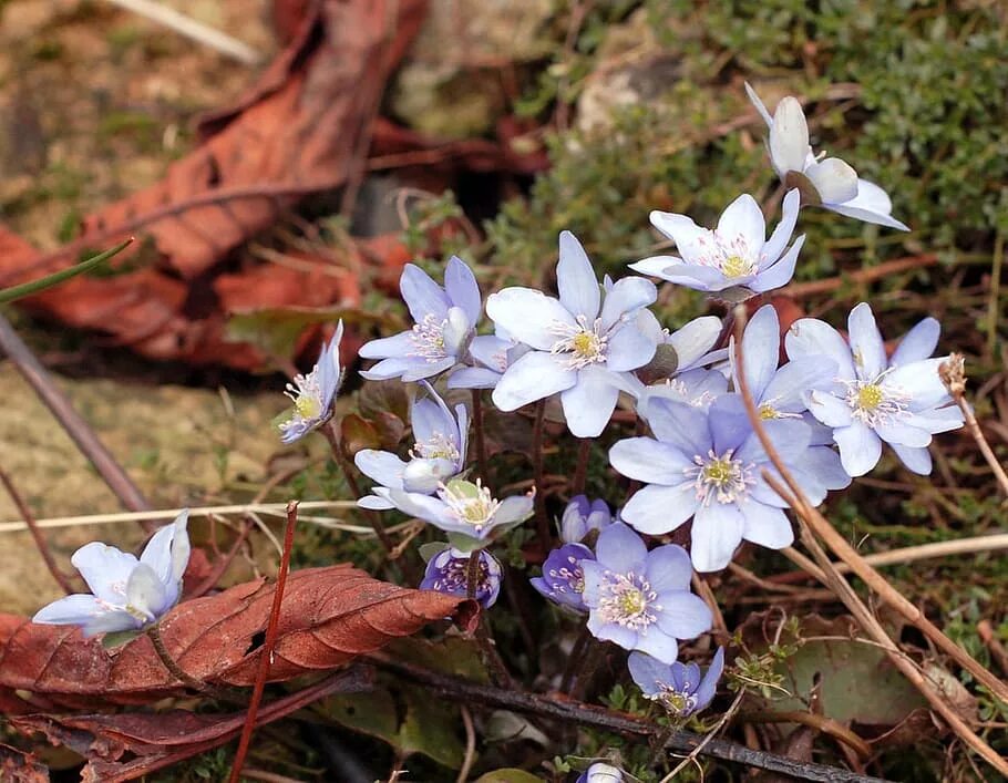 Ранние маленькие цветы. Маленькие цветы которые цветут весной. Маленькие белые цветочки ранней весной. Цветы рано. Маленькие голубые цветочки ранней весной цветут на Кавказе.