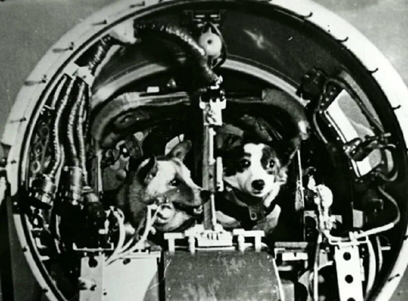 Какой космический корабль не летал в космос. Белка и стрелка 19 августа 1960 года. Первый полет в космос белки и стрелки. Корабль Восток белка и стрелка. Космический корабль Спутник 5 белка и стрелка.
