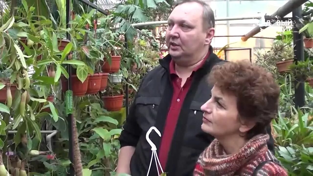 Садовый мир с натальей петренко виноград последние выпуски 2022г. Садовый мир с натальей. Ваточник сирийский на клумбе. Садовый мир уход. Садовый мир уход.
