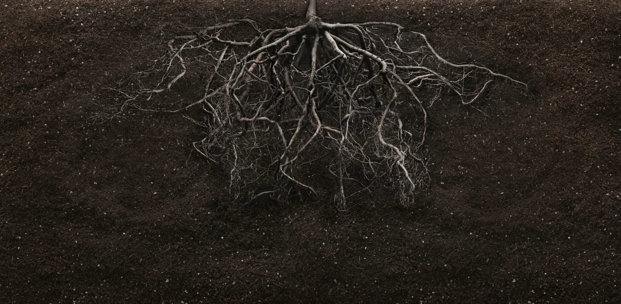 Root extension