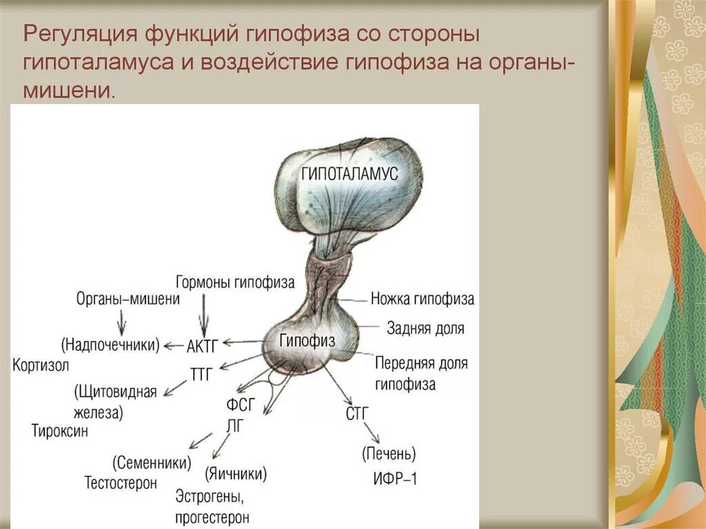 Орган мишень щитовидной железы. Гипоталамус и гипофиз строение. Регуляция деятельности задней доли гипофиза. Гипоталамус и гипофиз схема. Гормоны гипоталамуса схема.