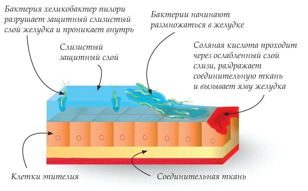 Слизистый слой бактерий