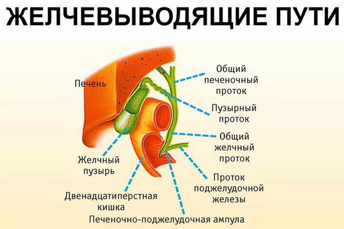 Желчно выводящие пути. Строение внепеченочных желчных протоков. Протоки желчного пузыря схема. Схема внепеченочных желчных путей. Строение желчевыводящих путей анатомия.