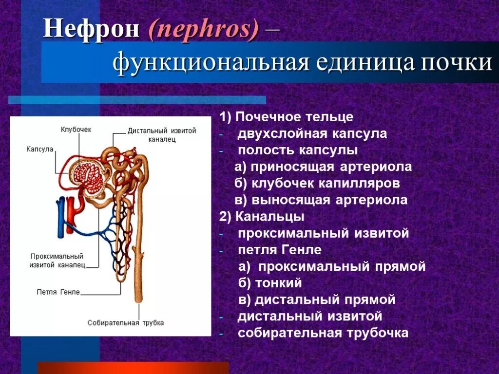 НЕЫРОН капилчрный коубовек капчула нефрона вынрсяшая артериола. Функции структур нефрона. Капсула нефрона петля Генле. Петля Генле нефрона гистология. Капсулы нефронов находятся в мозговом