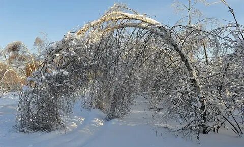 Деревья под снегом