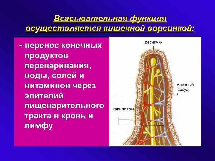 Функция ворсинок тонкого кишечника. Строение кишечной ворсинки. Кишечные ворсинки функции. Ворсинки тонкого кишечника. Схема строения кишечной ворсинки.