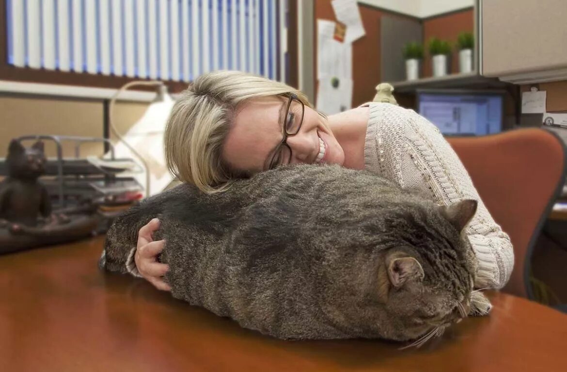 Кошка тяжело. Толстый кот. Жирный котик. Самый толстый кот. Самый жирный кот.