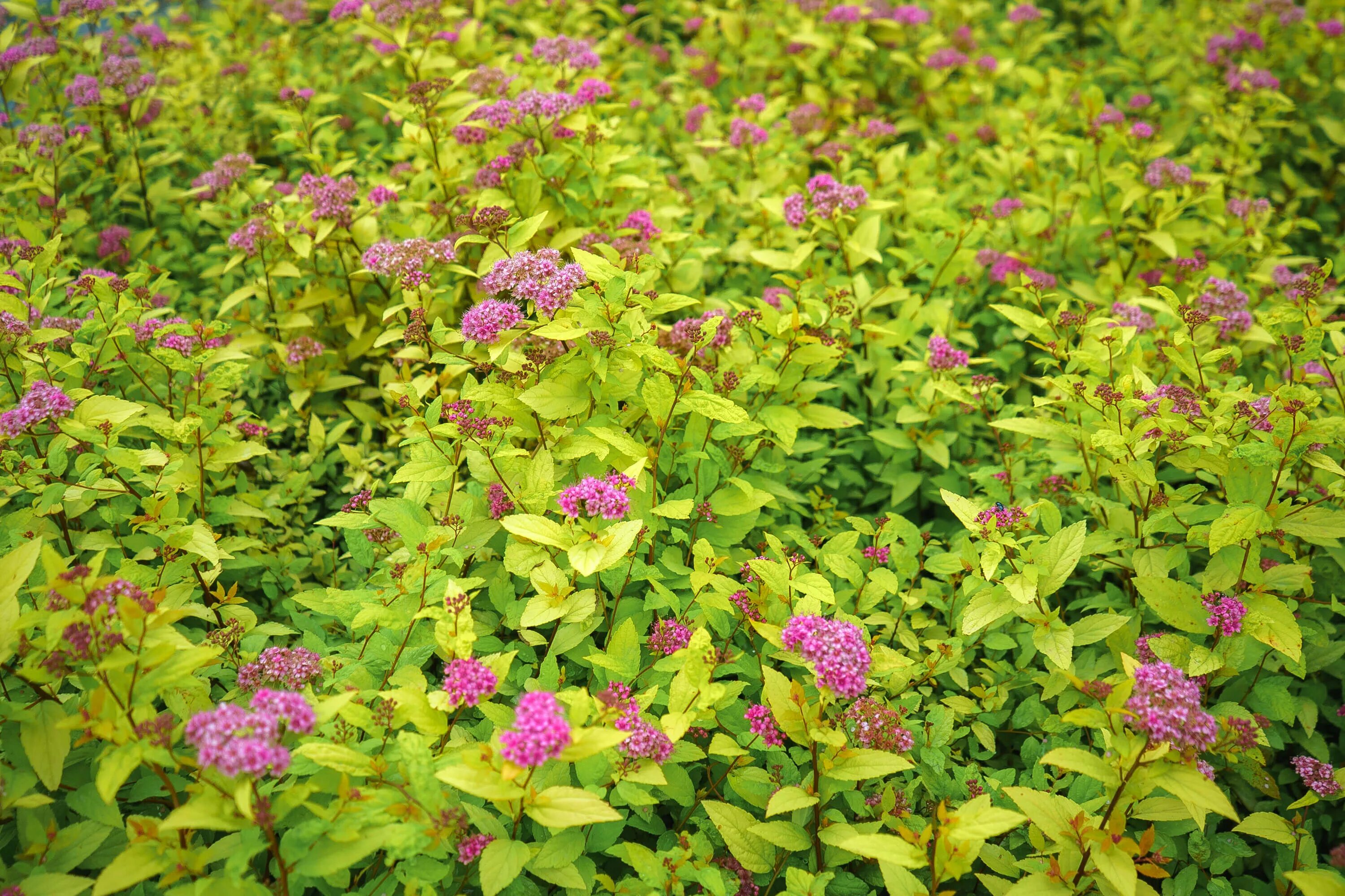 Спирея флейм. Спирея японская Голдфлейм. Спирея японская (Spiraea japonica). Спирея японская Голден принцесс. Спирея японская (Spiraea japonica `Golden Princess`).