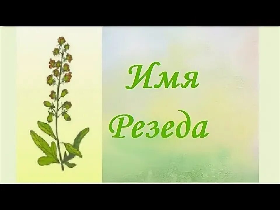 Резеда имя. С днём рождения Резеда. С днём рождения Резеда открытки. Резеда цветок. Открытки с днем резеда