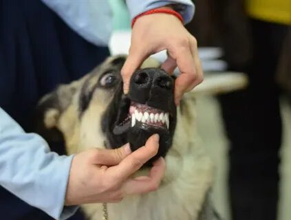 Клык собаки