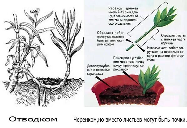 Гвоздика размножение. Размножение пиона стеблевыми черенками. Пионы черенкованием размножение. Гвоздика Садовая черенкование. Гвоздика Шабо черенкование.