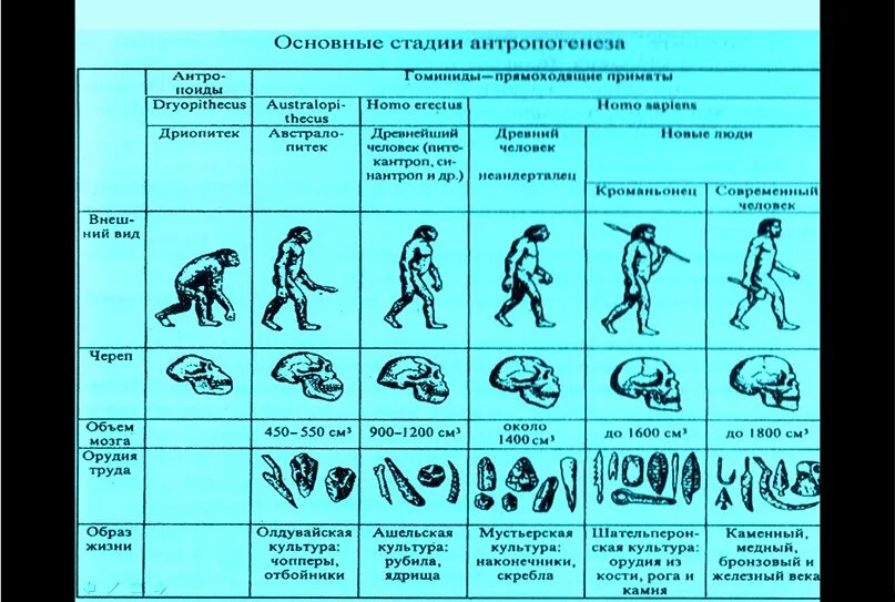 Стадия развития человека таблица по биологии. Этап антропогенеза таблица по биологии. Основные этапы эволюции человека таблица. Этап антропогенеза таблица по биологии. Этап антропогенеза таблица по биологии.